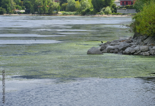 Bild auf Leinwand Adda River covered in algae amidst water shortage, Lecco, Italy