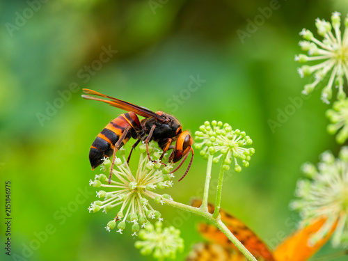 ウドの花蜜を吸うヒメスズメバチ