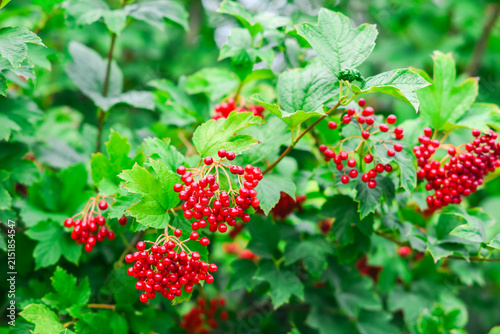 Fresh red viburnum berries on a green branch in a summer garden.