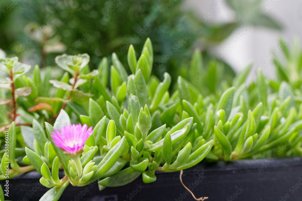 Fototapeta premium delosperma