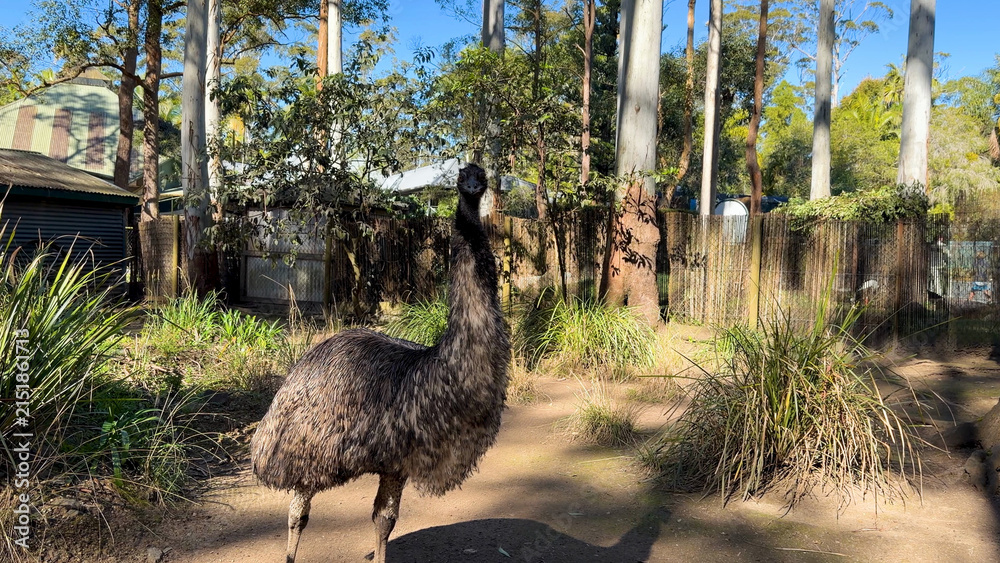 Obraz premium Australian Emu Standing Alert in a Sunny Eucalyptus Forest Enclosure
