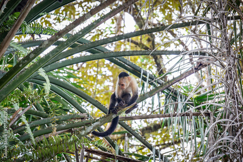 Kapuzineraffe sitzt und turnt in einem Baum in Costa Rica