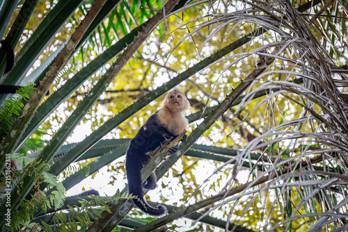 Kapuzineraffe sitzt und turnt in einem Baum in Costa Rica