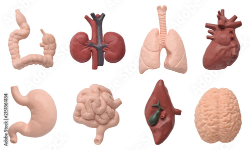 Human Organ Anatomy Models Collection Isolated on White Background