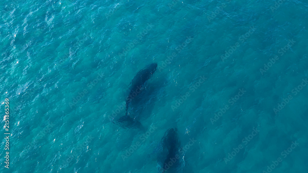 Naklejka premium Aerial View of Humpback Whales Swimming in Clear Turquoise Ocean Water