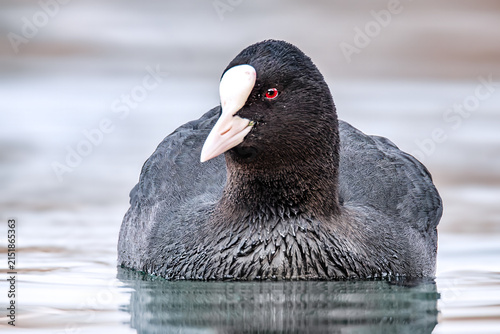 Schwimmende Blässralle im See