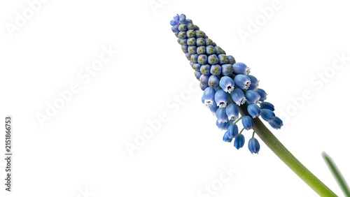 Bild auf Leinwand Single sprig of blue muscari grape hyacinth spring flower isolated on transparen