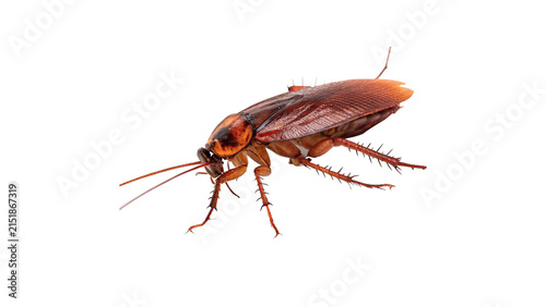 Fotografía Single brown cockroach insect pest wildlife house creepy creature isolated on tr