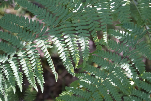 A fern, possibly from the genus Dryopteris, which includes species such as the male fern and autumn fern. Ferns are ancient vascular plants that have existed on Earth for over 360 million years.