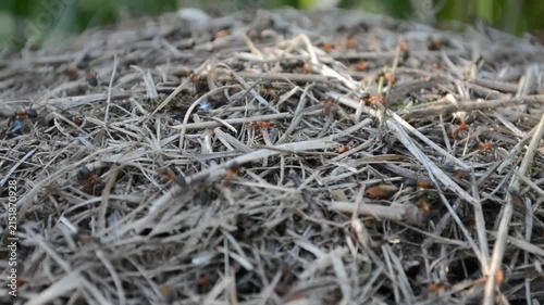Colony of ants crawling on a mound made of dry grass and twigs. Insects working in an anthill nest. Wildlife macro observation in nature, animal behavior concept.