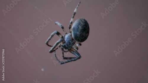 Spider hanging on web in the air. Arachnid moving slowly and weaving silk thread. Nature macro wildlife concept of small insect predator in garden habitat.