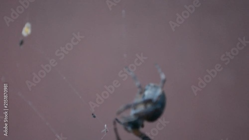 Orb weaver spider hanging on a thin silken thread. Arachnid suspended in the air. Wildlife macro movement of a predator waiting in its web for prey capture.