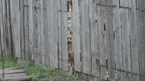 Dog peeking through a gap in a wooden fence. Curious canine looking out from behind planks. Animal behavior, watching outside, rural life and pet curiosity.