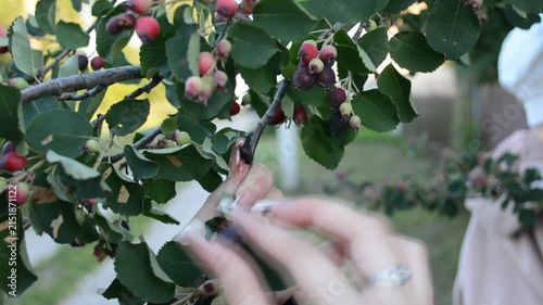 Woman harvesting hawthorn berries from tree branch in garden. Gardener collecting ripe red fruit during autumn season. Natural agriculture and farming concept.