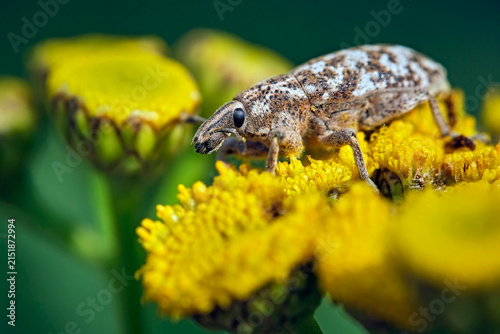 Gefleckter Langrüssler ( Cyphocleonus dealbatus ).