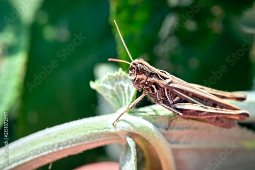 Brauner Grashüpfer ( Chorthippus brunneus ).