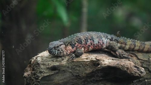 Foto Detailed View of Sungazer Lizard in its Habitat