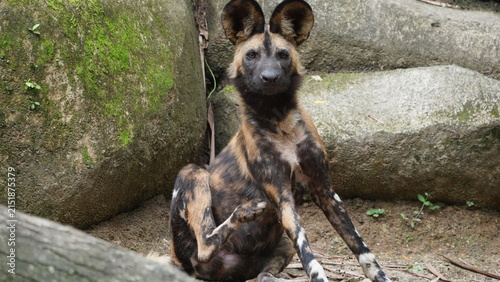 Cuadro en lienzo Beautiful African Wild Dog Relaxing in its Natural Environment