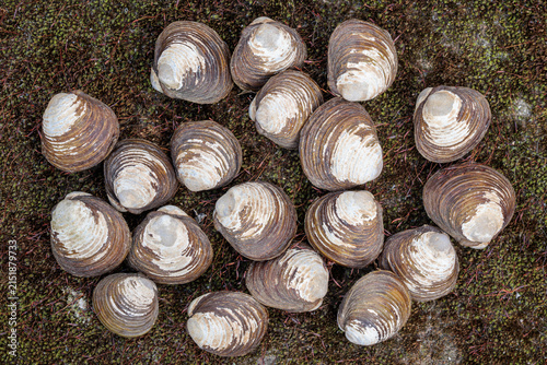 Corbicula fluminea. Asian clams. Invasive species.