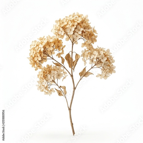 Dried Flower Isolated on White Solid Background, Natural Botanical Element for Gardening, Eco Friendly Design, and Nature Concepts
