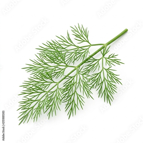 Fresh Dill Isolated on White Solid Background, Natural Botanical Element for Gardening, Eco Friendly Design, and Nature Concepts
