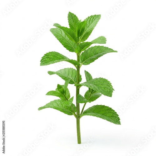 Fresh Mint Sprig Isolated on White Solid Background, Natural Botanical Element for Gardening, Eco Friendly Design, and Nature Concepts
