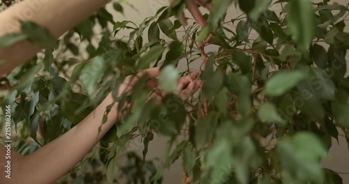 Houseplant care, a dry leaf is removed from a ficus.