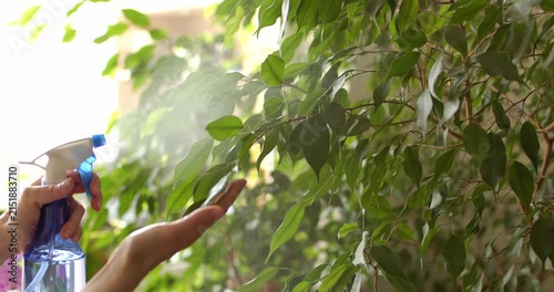 Water is sprayed from a spray bottle onto a ficus in backlight, as part of the process of caring for houseplants.