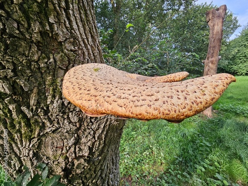 Cuadro en lienzo The scaly dryad's saddle, or simply scaly polypore (*Cerioporus squamosus*, syn