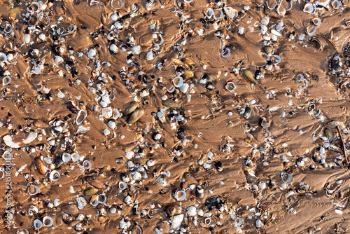 Fotografie Seashells scattered across wet sand on the shore.