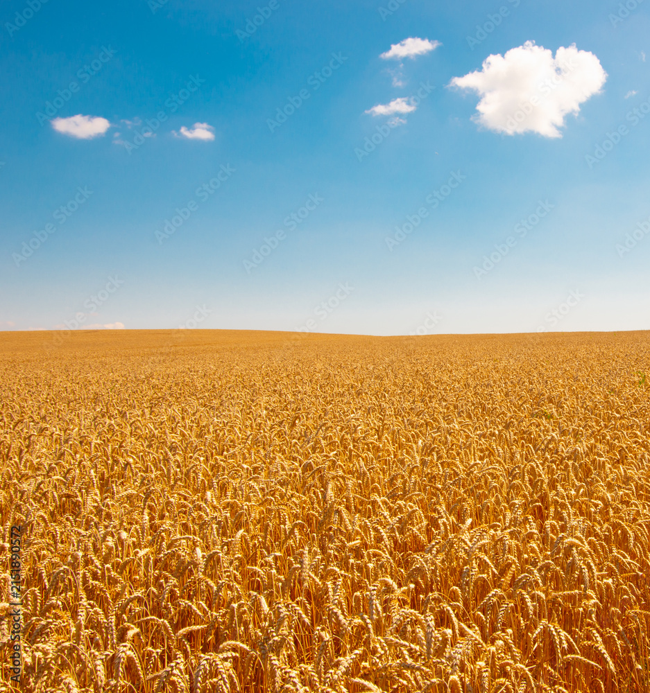 Naklejka premium Wheat field and blue sky with clouds