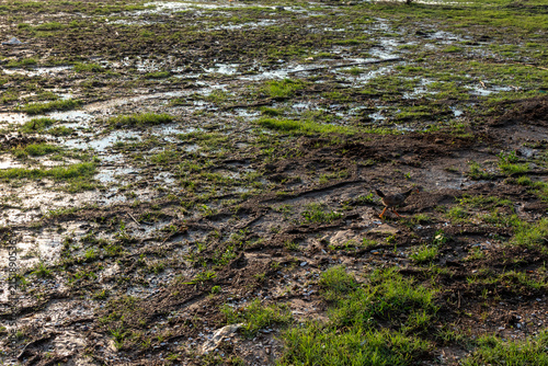 Small chick walking on wet muddy ground with green grass patches.