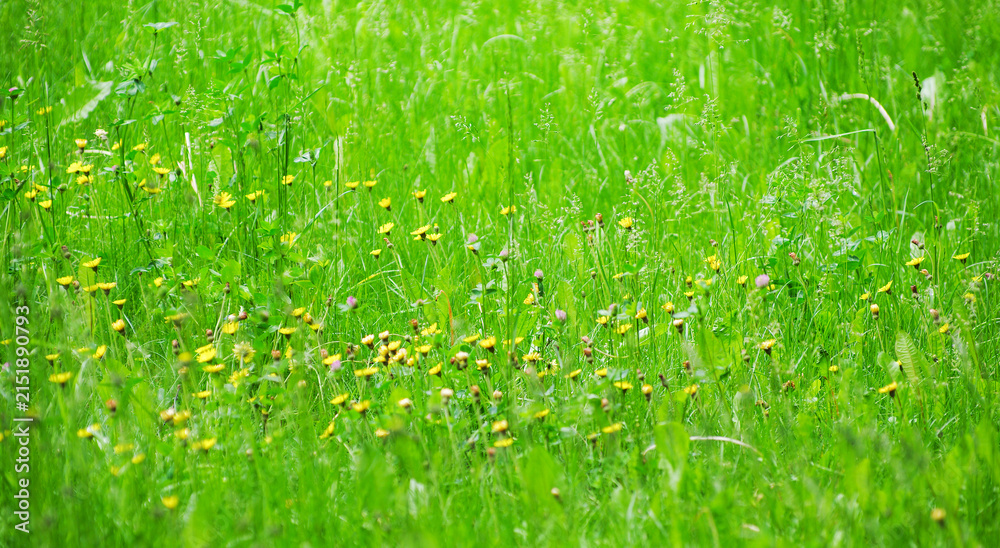 Obraz premium Spring grass background. Soft blur green grass background. Natural background with green grass.