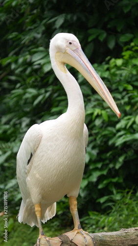 Obraz na plátne Majestic White Pelican Perched in Green Foliage