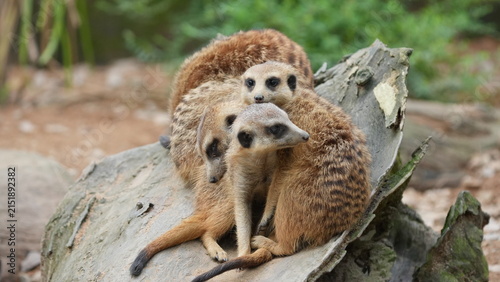 Fotografie Adorable Meerkats Huddled Together on a Log