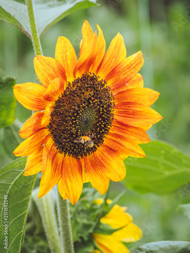 Obraz na plátně A bee feeding on the nectar of an Helianthus annuus 'Evening Sun' Sunflower