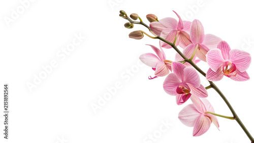 Beautiful pink orchid flower sprig blooming phalaenopsis flora isolated on transparent background
