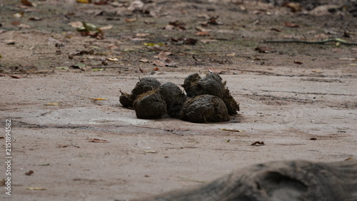 Fotografie Fresh elephant dung on a dirt path wildlife evidence