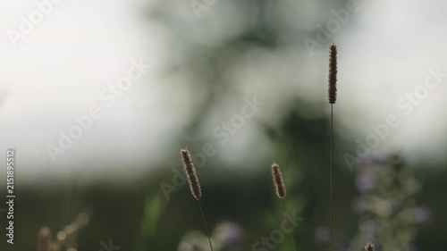 Slow motion nature background of a rural field with various plants and herbs