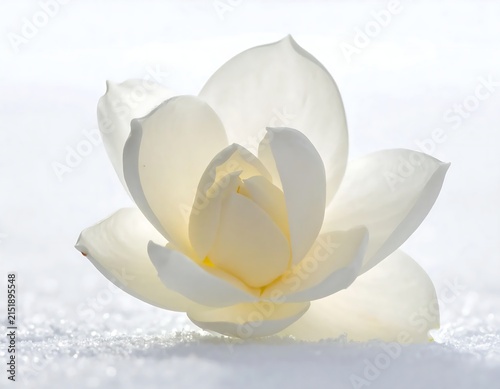 Close up of a single white lily flower in water.