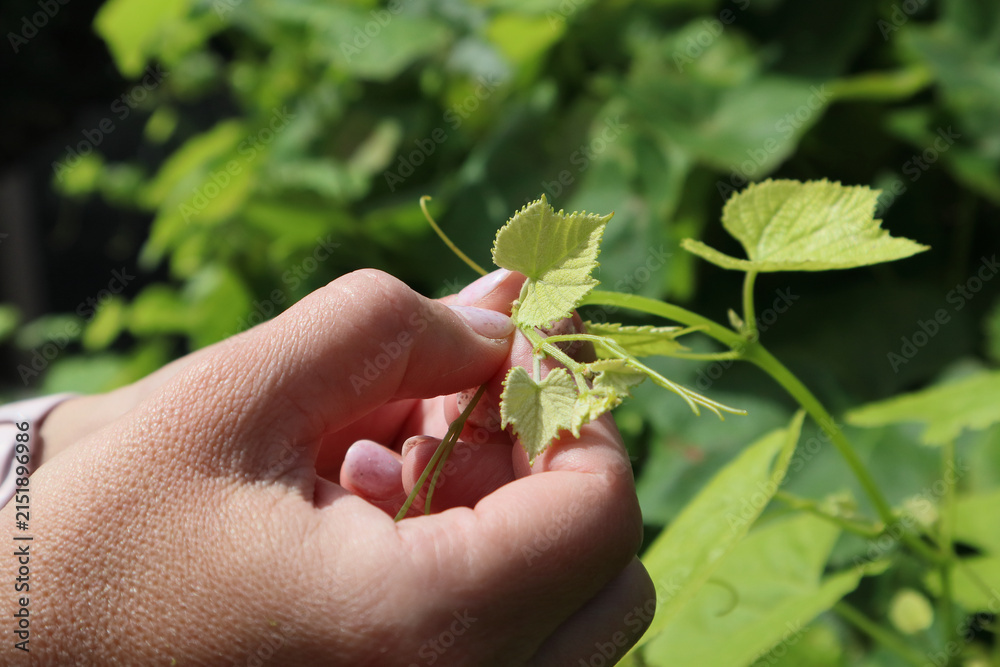 Obraz premium Woman hand pinching young grapevine shoots above two leaves to optimize crop yield during summer garden maintenance work