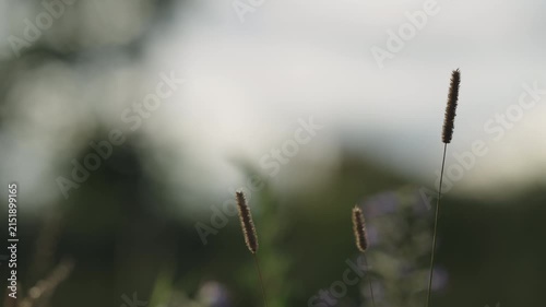 Slow motion nature background of a rural field with various plants and herbs