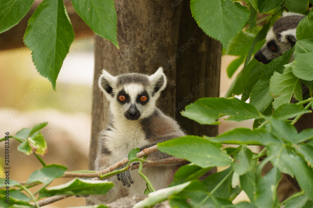 Fototapeta premium Lemur watching surroundings representing primate awareness and forest habitat observation.