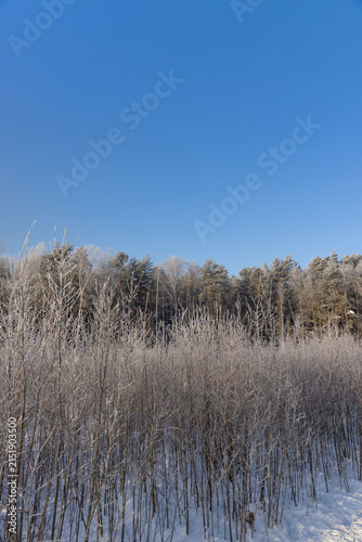 Fotografía mixed forest with different trees in winter in snow and frost, pine trees