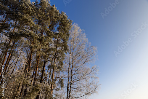 Canvas Print mixed forest with different trees in winter in snow and frost, hoar frost