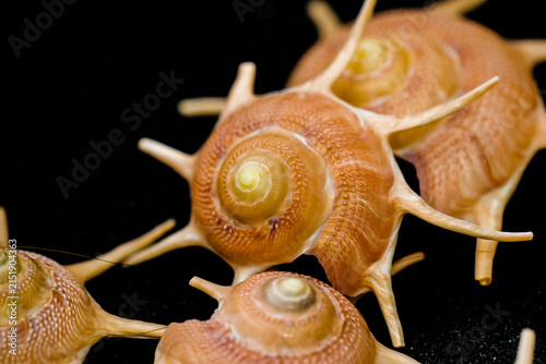 Foto Close-up of a spiral, spiny conch shell