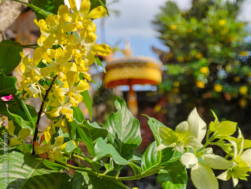 Quadro su tela Bright Yellow Orchid Flowers Blooming in Tropical Garden with Balinese Umbrella