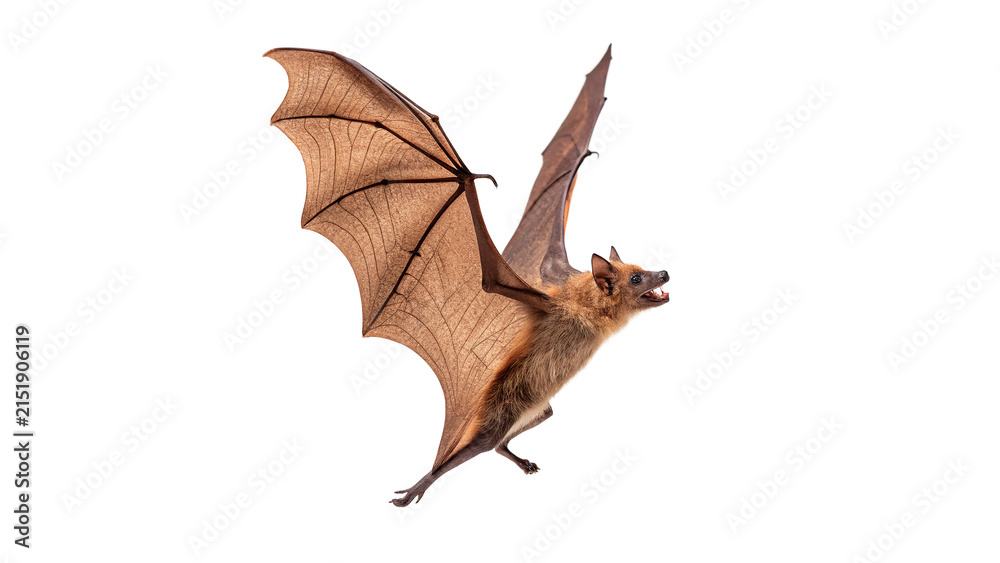 Fototapeta premium Wild single brown bat flying wings spread wide nocturnal mammal isolated on transparent background