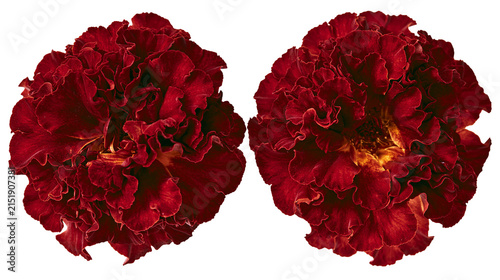 Fotografie Two dark red marigold flowers with ruffled petals