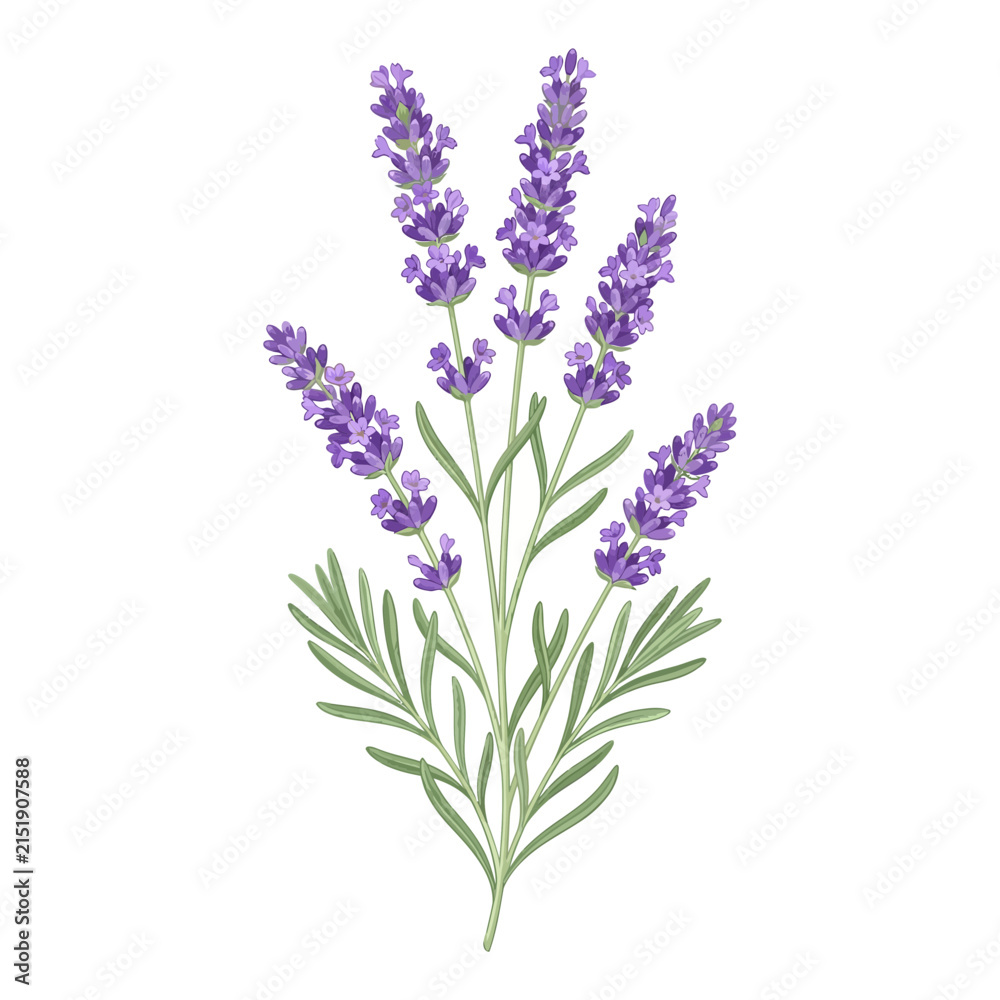 Fototapeta premium Showcasing Lavender Sprig Artwork Vibrant High-Quality Stock Image